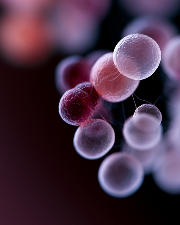 Illustration du principe du vaccin peptidique ciblant les mutations du gène KRAS
